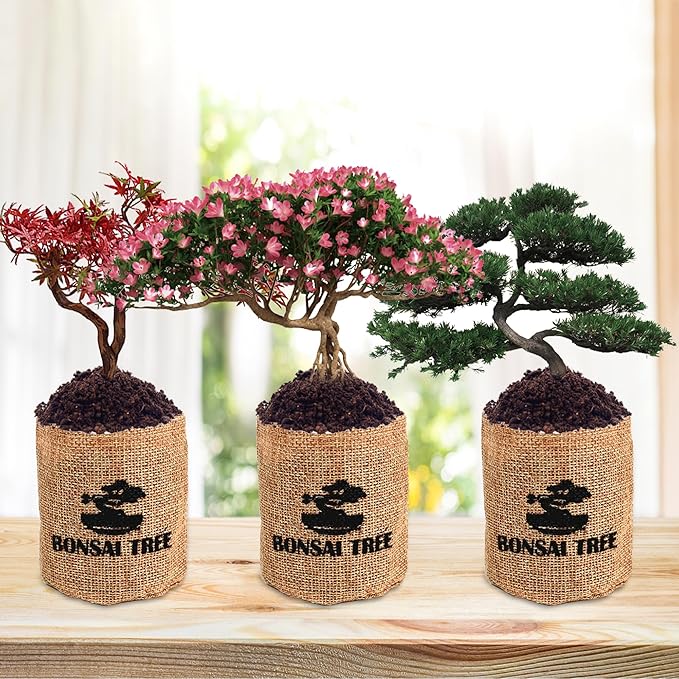 Indoor Bonsai Garden Starter Kit, 5 Seeds Growing into Red Maple, Wisteria, Black Pine, Judas Tree, Acacia, Including Complete Gardening Planters & A Planter Box for Women