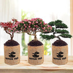 Indoor Bonsai Garden Starter Kit, 5 Seeds Growing into Red Maple, Wisteria, Black Pine, Judas Tree, Acacia, Including Complete Gardening Planters & A Planter Box for Women