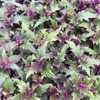 Purple Passion Plant - Royal Velvet - 2 Live Starter Plants - Gynura Aurantica - Beautiful Textured Colorful Foliage Indoor Houseplant