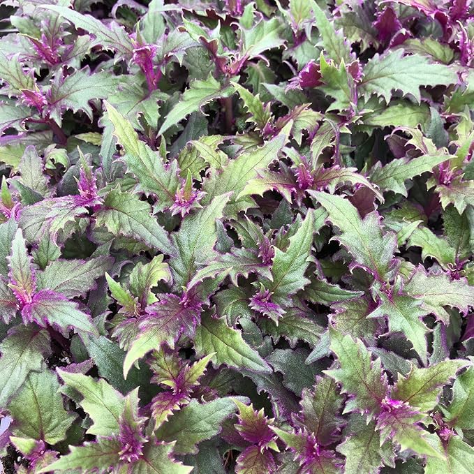 Purple Passion Plant - Royal Velvet - 2 Live Starter Plants - Gynura Aurantica - Beautiful Textured Colorful Foliage Indoor Houseplant