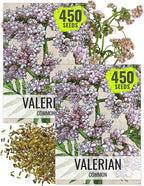 Seed Needs Valerian Seeds for Planting Stink Root Plants - Non-GMO Heirloom & Untreated Perennial Medicinal Herb Seed to Plant a Home Grown Outdoor Garden (2 Packs)
