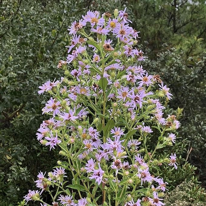 Chalily Water Aster, a Great Live Pond Plant for Your Water Garden. Filters The koi and Goldfish Pond. Good for Bogs, Plant Shelf or Shallow Water This marginal Aquatic is a Real Beauty