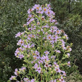 Chalily Water Aster, a Great Live Pond Plant for Your Water Garden. Filters The koi and Goldfish Pond. Good for Bogs, Plant Shelf or Shallow Water This marginal Aquatic is a Real Beauty