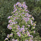 Chalily Water Aster, a Great Live Pond Plant for Your Water Garden. Filters The koi and Goldfish Pond. Good for Bogs, Plant Shelf or Shallow Water This marginal Aquatic is a Real Beauty