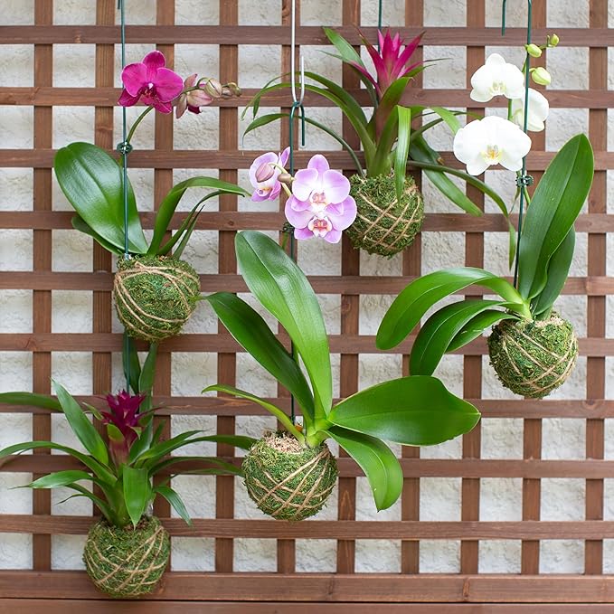 Better-GRO 19” Hanging Kokedama with Phalaenopsis Orchid – Indoor/Outdoor Planter- Pink