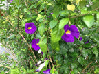 Kings Mantle - Thunbergia erecta - Live Shrub Plant - Vivid Purple Yellow Flower -Emerald Goddess Gardens - Starter Sz 4 Inch Pot