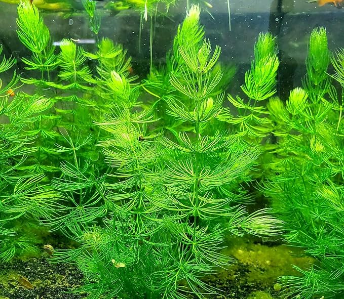 Anubias + Hornwort + Amazon Sword + Java Moss - 4 Types of Easy/Beginner Live Aquarium Plants - Great Selection for Any Tank! Instantly Beautify Your Tank with These Stunning Live Plants! BUY2GET1