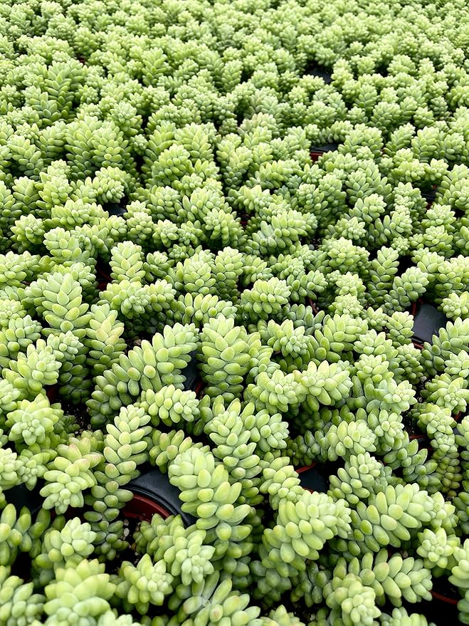 Living Succulent 4" Donkey Tails, Fully Rooted Succulents Plants Live, Succulent Plants Trailing Hanging, Sedum Burrito House Plant for Home Office Decoration, DIY Projects, Party Favor Gift