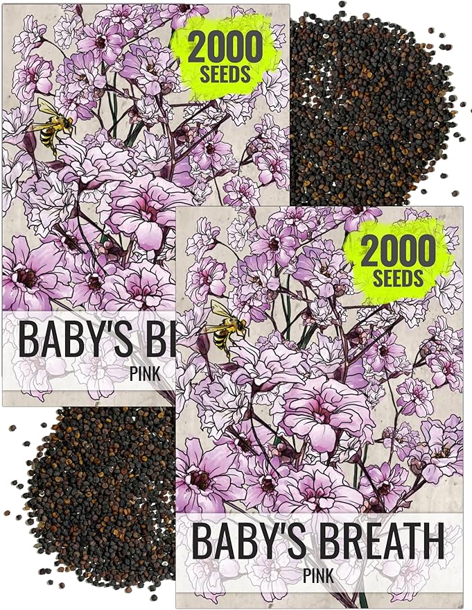 Seed Needs Pink Baby's Breath Seeds for Planting Rosy Pink Blooms - Heirloom & Open Pollinated Wildflowers to Attract Pollinators to a Butterfly Garden - Great for Cut Flowers (2 Packs)