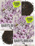 Seed Needs Pink Baby's Breath Seeds for Planting Rosy Pink Blooms - Heirloom & Open Pollinated Wildflowers to Attract Pollinators to a Butterfly Garden - Great for Cut Flowers (2 Packs)