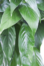 KaBloom - Large Purifying Peace Lily in 6" Pot - Fresh Flowers for Birthday, Valentine's & Mother's Day