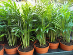 Seeds Parlor Palm Neanthe Bella (Palm Chamaedorea) Rare Perennial Tree