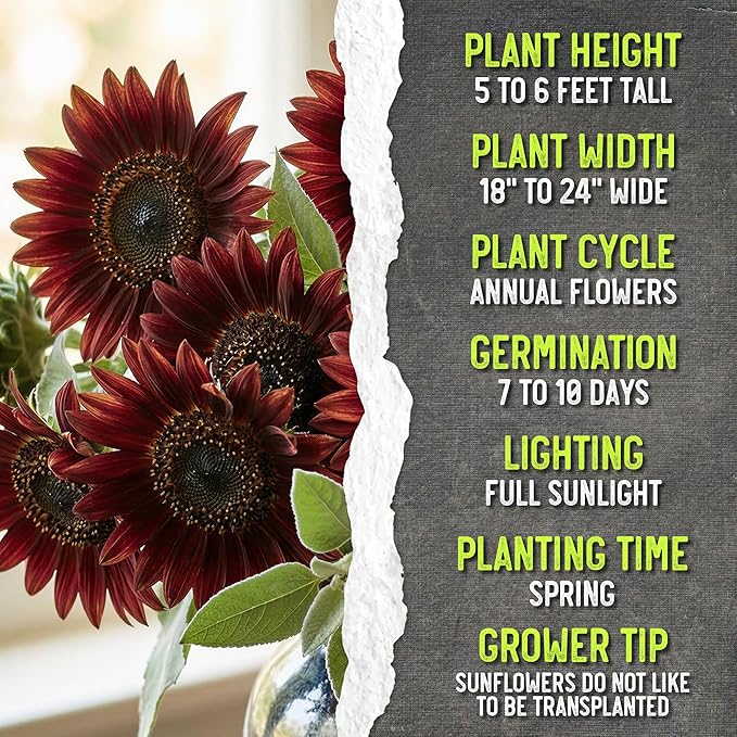 Seed Needs Red Sun Sunflower Seeds for Planting Burgundy Sunflowers - Heirloom & Open Pollinated Annual Flowering Plants to Grow a Butterfly Garden to Attract Pollinators (1 Pack)