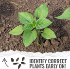 Seed Needs Sunflower Seeds for Planting Chocolate/Italian White Sunflowers - Heirloom & Open Pollinated Helianthus Seed Collection to Plant a Butterfly Garden (2 Packs)