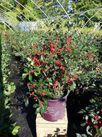 First Editions - Ilex verticillata Wildfire (Winterberry) Shrub, bright red fruit, #3 - Size Container