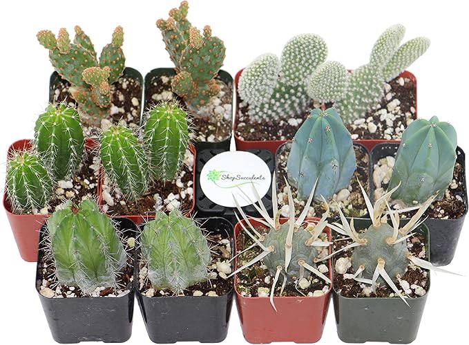 Shop Succulents | Cool Cactus Collection of Live Succulent Plants, Hand Selected Variety Pack of Cacti | Collection of 12 in 2" pots