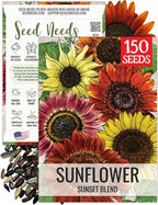 Seed Needs Sunset Sunflower Seeds for Planting Mixed Sunflowers - Heirloom & Open Pollinated Flower Seed to Plant an Outdoor Annual Butterfly Garden (1 Pack)