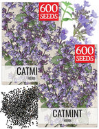 Seed Needs Catmint Seeds for Planting an Indoor/Outdoor Herb Garden - Non-GMO Heirloom & Untreated Herbal Plants - Great for Cats Nepeta mussinii (2 Packs)