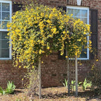 Carolina Jasmine Plant, Live Evergreen Vine, Fragrant Yellow Blooms, Fast Growing Climber for Trellis, Fences, or Arbors - Gelsemium sempervirens - 2 Bags