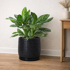 D'vine Dev 8 Inch Ceramic Beaded Stoneware Planter Pot - Flower Pot with Drainage Holes and Saucers for Indoor Succulent Plants or Flowers, Ebony Matte, 27-C-Q-6