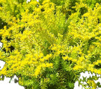 Angelina Sedum Ground Cover, 6 Inch Round, Pet Safe Organic Plant, Yellow-Green Foliage