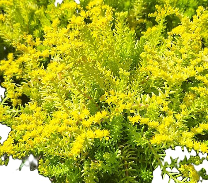 Angelina Sedum Ground Cover, 6 Inch Round, Pet Safe Organic Plant, Yellow-Green Foliage