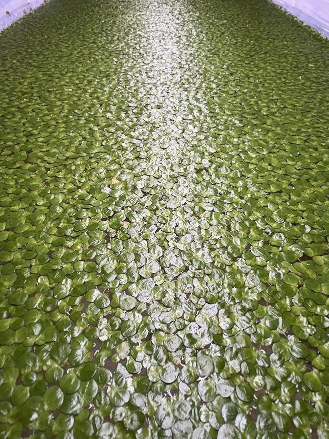 Floating Plant Bundle - Red Root Floaters, Salvinia, Giant Duckweed - Aquarium Live Plant Collection.