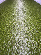 Floating Plant Bundle - Red Root Floaters, Salvinia, Giant Duckweed - Aquarium Live Plant Collection.