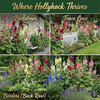 225+ Hollyhock Flower Seeds, Pack for 2026 USA Premium Non-GMO Carnival Mix Giant Hollyhock Seeds - Home Garden Flower Perennial