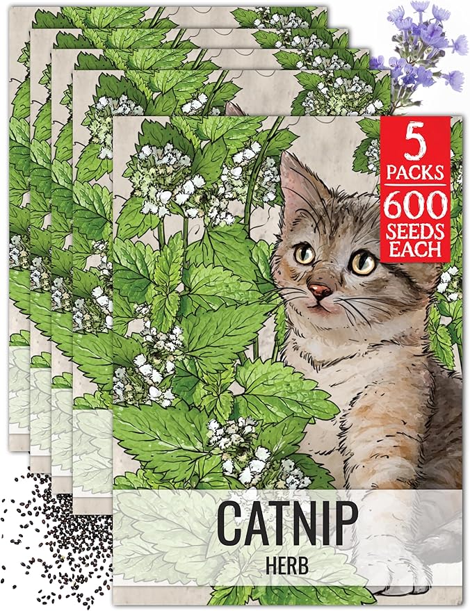 Seed Needs Catnip Seeds for Planting Nepeta cataria - Non-GMO Heirloom & Untreated Herb Seed to Plant & Grow an Outdoor Home Grown Garden (5 Packs)
