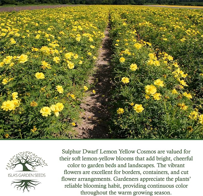 Lemon Yellow Sulphur Dwarf Cosmos Seeds (Cosmos sulphureus) – 100+ Heirloom Non-GMO Seeds by Isla’s Garden Seeds, Soft Yellow Compact Blooms, Pollinator-Friendly Summer Flowers for Beds & Containers
