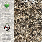 Seed Needs Dwarf Sunspot Sunflower Seeds for Planting Short Yellow Sunflowers - Heirloom & Open Pollinated Annual Cut Flower Seed to Plant 2 Foot Tall Sun Flowers (1 Pack)