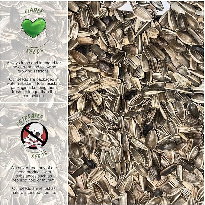 Seed Needs Dwarf Sunspot Sunflower Seeds for Planting Short Yellow Sunflowers - Heirloom & Open Pollinated Annual Cut Flower Seed to Plant 2 Foot Tall Sun Flowers (1 Pack)