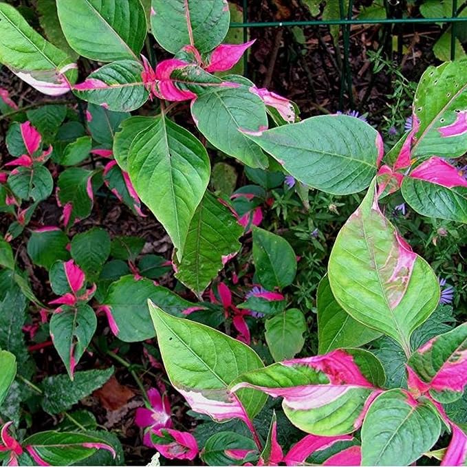 Chalily Joseph's Coat, a Great Live Pond Plant for Your Water Garden. Filters The koi and Goldfish Pond. Good for Bogs, Plant Shelf or Shallow Water This marginal Aquatic is a Real Beauty