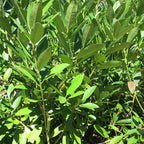 Perfect Plants Ocala Anise 1 Gallon | Live Shrub for Landscaping | Evergreen & Provides Privacy