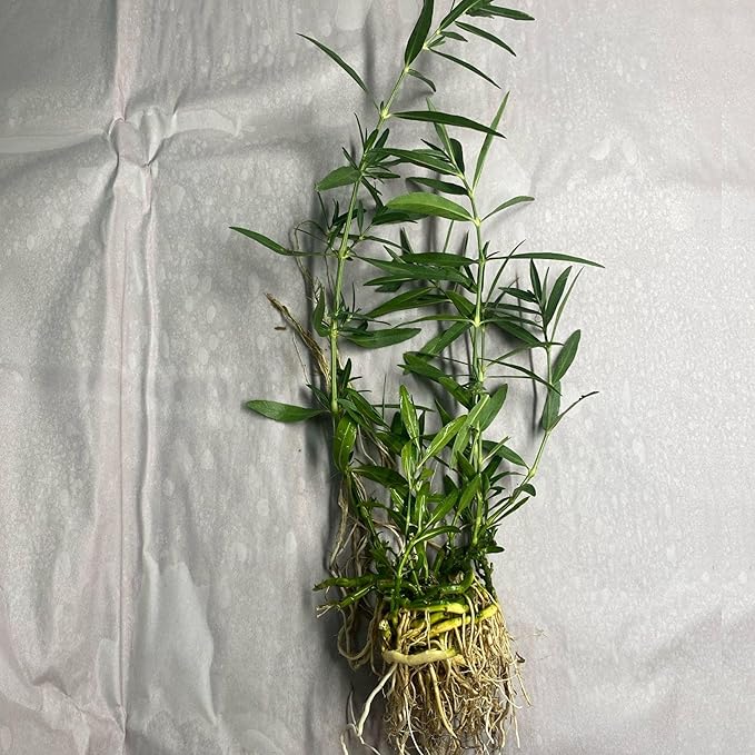 Chalily Water Willow, a Great Live Pond Plant for Your Water Garden. Filters The koi and Goldfish Pond. Good for Bogs, Plant Shelf or Shallow Water This marginal Aquatic is a Real Beauty