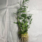Chalily Water Willow, a Great Live Pond Plant for Your Water Garden. Filters The koi and Goldfish Pond. Good for Bogs, Plant Shelf or Shallow Water This marginal Aquatic is a Real Beauty