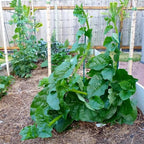 500 Green Malabar Spinach Seeds - Heat loving, frost sensitive.fast-growing vine