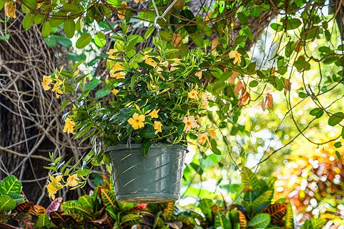 Tropical Plants of Florida Yellow Dipladenia Hanging Basket 12 Inch Live Flowering Plant, 14 Inch Wide by 18 Inch Tall, Bright Yellow Patio Porch Balcony Blooms