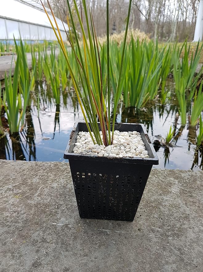 Small Water Garden Pond Aquatic Plastic Mesh Planting Basket Kit, Variety of 8 Pond Plant or Flower Planter Pots for Aquaponics, Hydroponics Slotted Mesh | Value 8 Pack