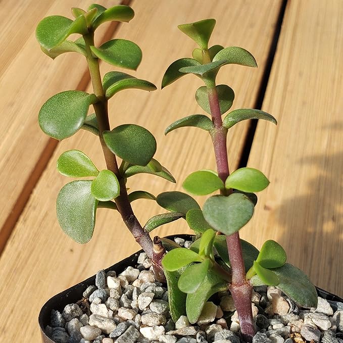 2 Inch Portulacaria Afra Decumbent Cacti Cactus Succulent Real Live Plant