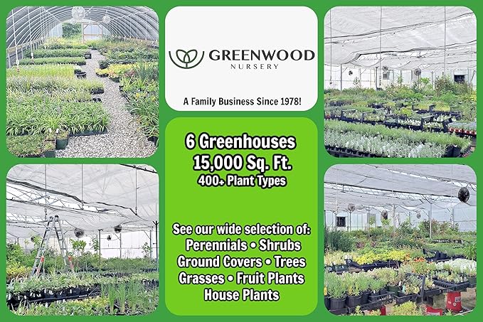 Greenwood Nursery: Live Shrub Plants - 'Pink Cascade' Butterfly Bush + Buddleja/Buddleia Davidii - [Qty: 5X Pint Pots] - (Click for Other Available Plants/Quantities)