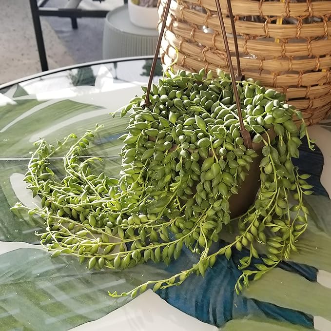 Raindrops Succulents Plants Live in Hanging Planter, Succulent Plant Basket Indoor Plants, Live Succulents Plants, Hanging Plants Succulents Live Trailing Succulent Plants Live by Plants for Pets