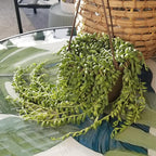 String of Raindrops Succulent Plant Decor Hanging Basket, Real Succulents & Houseplants for Home or Office, Senecio, Curio, Unique House Plants