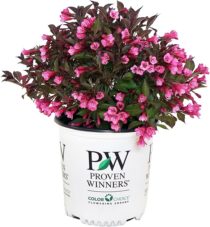 Proven Winners - Weigela florida Wine & Roses (Weigela) Shrub, pink flowers, #2 - Size Container