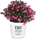 Proven Winners - Weigela florida Wine & Roses (Weigela) Shrub, pink flowers, #2 - Size Container