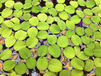 Water Spangle, Salvinia Minima, Live Aquarium/Aquatic/Freshwater/Floating/Pond Plant/Planted Tank/Aquascaping/Paludarium by Aquarium Plant Center (6 Plants, 30+ Leaves)