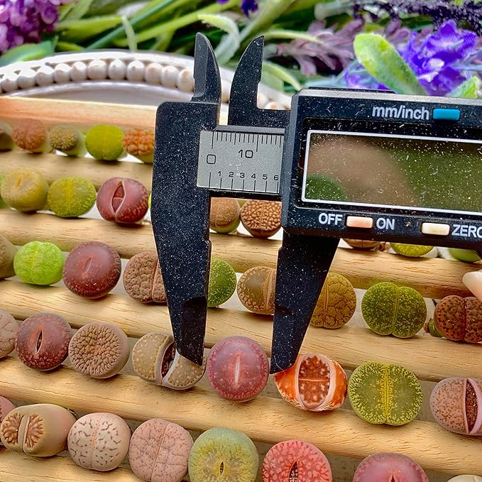 Lithops Succulent Plants Live – 0.4-0.6" 50 Pcs Rare Living Stones Mix, Succulents Bare Root Without Pot & Soil, Easy-Care Indoor Office Desk Decoration, Unique Plant Gifts for Succulent Lovers