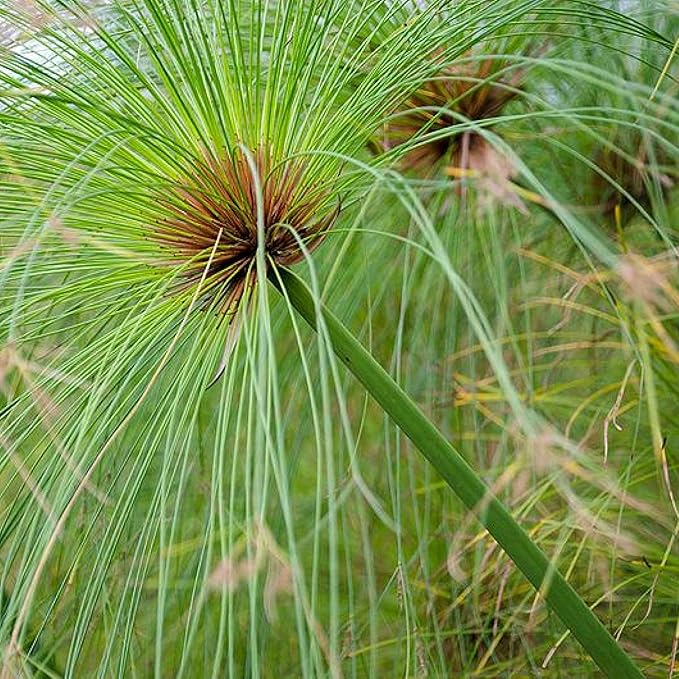 Giant Papyrus, a Great Live Pond Plant for Your Water Garden. Filters The koi and Goldfish Pond. Good for Bogs, Plant Shelf or Shallow Water This marginal Aquatic is a Real Beauty