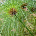 Giant Papyrus, a Great Live Pond Plant for Your Water Garden. Filters The koi and Goldfish Pond. Good for Bogs, Plant Shelf or Shallow Water This marginal Aquatic is a Real Beauty